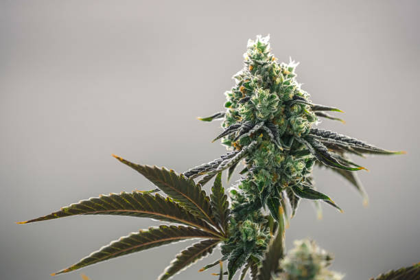 mooie grote marihuana bud met crystal trichromes geïsoleerd door achtergrond - knop plant stage stockfoto's en -beelden