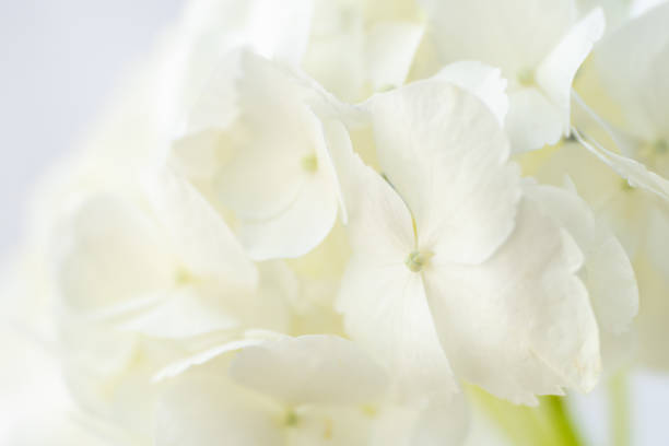 Beautiful Bigleaf White Hydrangea stock photo