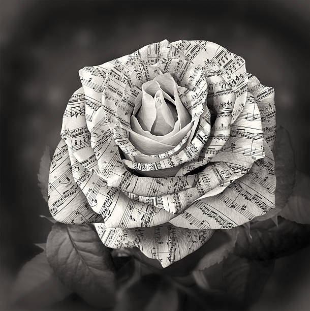 Beautiful black and white rose with note on the petals stock photo