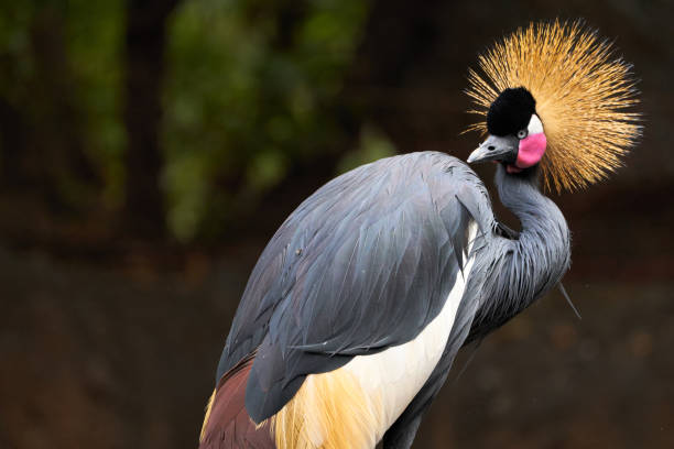 Beautiful black crowned crane looking to the side with beautiful bright colors and a fly perched on its feathers in a zoo in Valencia, Spain stock photo