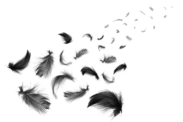 Beautiful black feathers floating in air isolated on white background Beautiful black feathers floating in air isolated on white background bristle animal part stock pictures, royalty-free photos & images