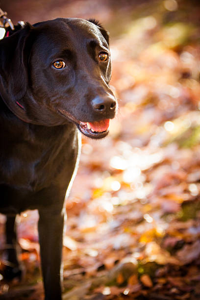 Beautiful Black lab playing in the Fall leaves stock photo
