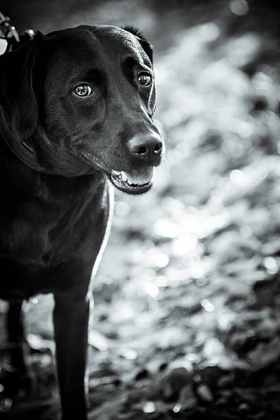 Beautiful Black lab playing in the leaves (Black & White) stock photo