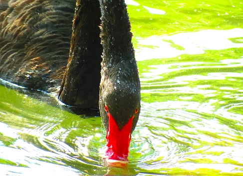 Beautiful black swan swims on the lake.