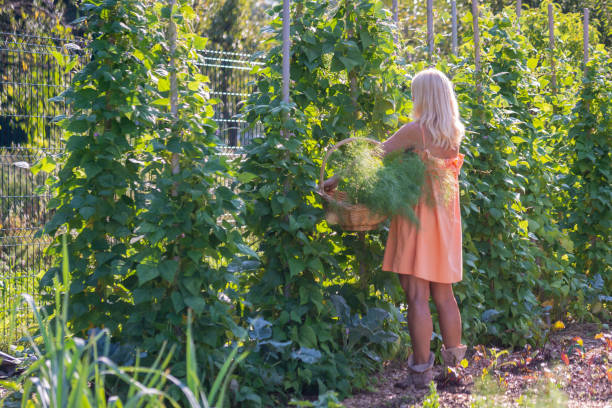 Beautiful blonde woman in an orange dress gathers crops in a vegetable garden stock photo
