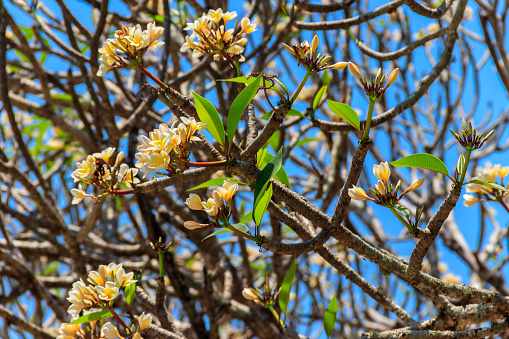 Tropical frangipani flower