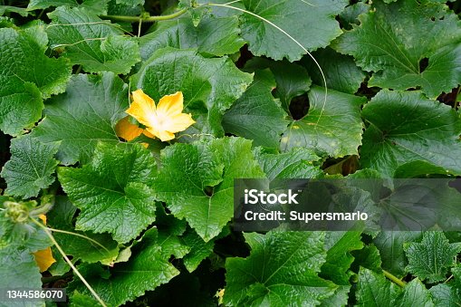 istock Beautiful blossomed flowers  and leaf in the vegetable garden 1344586070