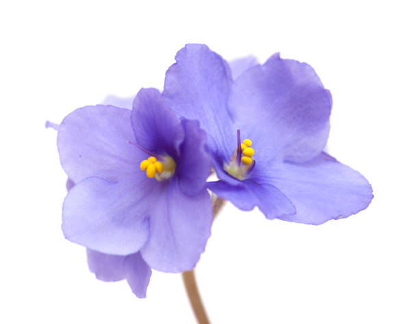 beautiful blue african violet isolated beautiful blue african violet isolated on white background african violet photos stock pictures, royalty-free photos & images