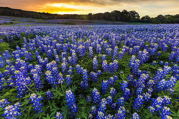Beautiful Bluebonnets field at sunset near Austin, Texas stock photo