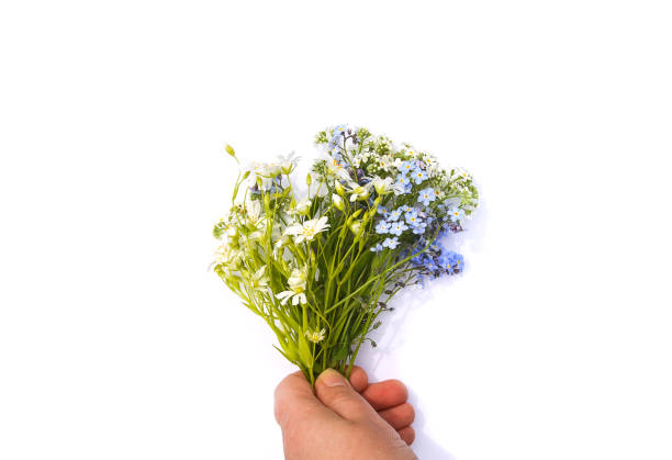 Beautiful bouquet of wildflowers on white background Beautiful bouquet of wildflowers in human hand on white background. hand with small bunch of grass stock pictures, royalty-free photos & images