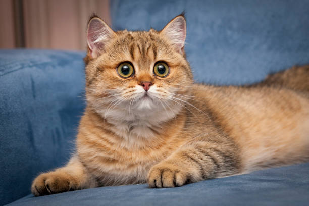 A beautiful British golden-colored cat with huge eyes stock photo