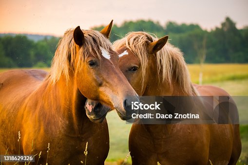 istock A beautiful, brown horses in the farm during the sunrise. 1318629326