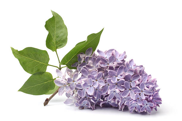 Beautiful bunch of lilacs in bloom stock photo