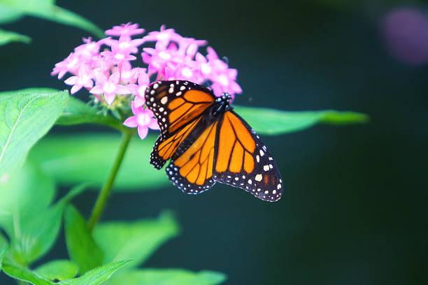 Beautiful Butterfly Butterfly on flower butterfly flower stock pictures, royalty-free photos & images