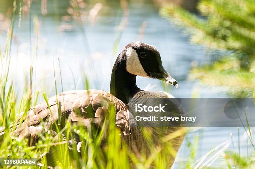istock A beautiful Canada goose that cleans its plumage. She looks at nature and relaxes in the sun. She is next to the water. 1298004464