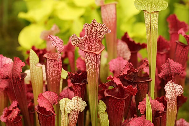 Beautiful carnivorous red and green pitcher plants Close up of fringed edge pitcher plants carnivorous plant stock pictures, royalty-free photos & images
