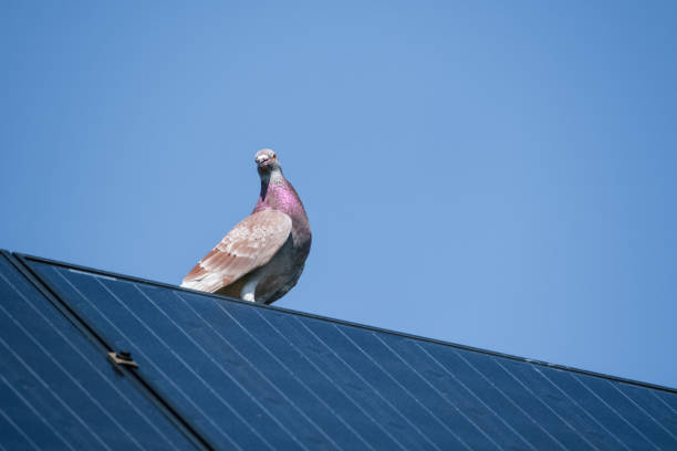 Beautiful carrier pigeon on the edge of a solar panel stock photo