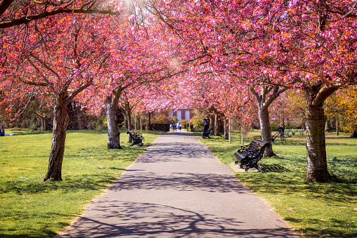 Beautiful cherry tree blossoms along a small path during a sunny day in Greenwich Park, London, United Kingdom