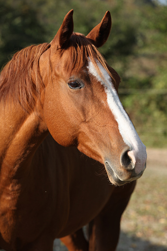 Beautiful Chestnut Quarter Horse In Autumn Stock Photo - Download Image
