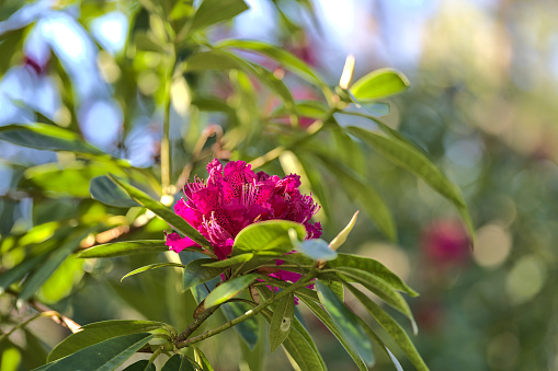 Beautiful closeup view of spring pink wild rhododendron blooming flowers with light and dark green leaves, Howth Rhododendron Gardens, Dublin, Ireland. Soft and selective focus. Ireland wildflowers