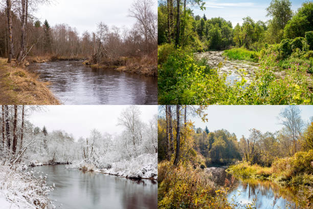 Beautiful collage of 4 seasons, different pictures but same place of an river in wilderness. Spring foliage, green fresh bright summer day, autumn leaves, snow and ice in winter. Variation mix. stock photo