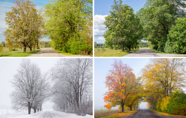 beautiful collage of 4 seasons, different pictures of an tree avenue, same spot, place. spring foliage, green fresh bright summer day, foggy morning with yellow autumn leaves, snowstorm in winter. - estação do ano imagens e fotografias de stock