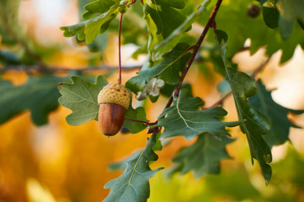 mooie kleurrijke close-up van een acorn groeien op eiken boom met oranje oktober vertrekt in de achtergrond. - eik stockfoto's en -beelden