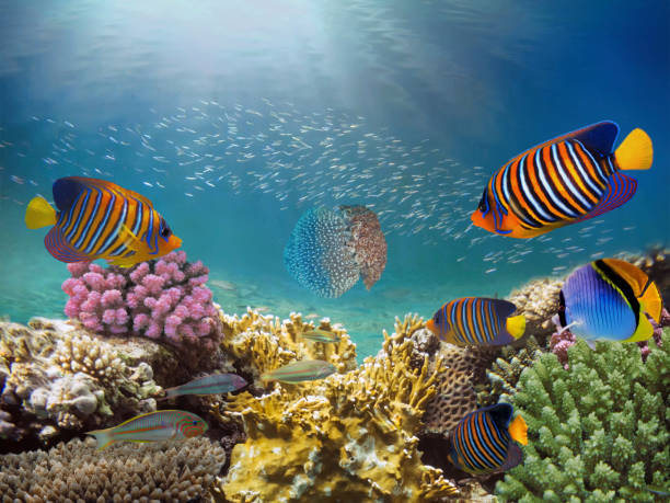 Beautiful colorful coral reef and tropical fish underwater stock photo