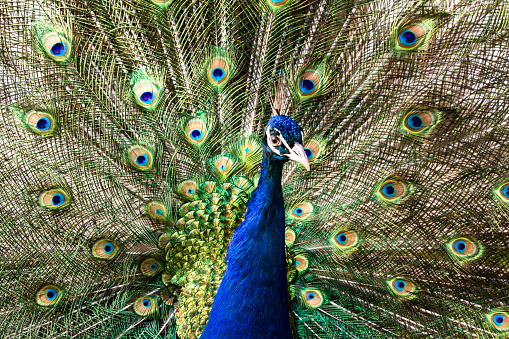 Beautiful colorful indian peacock. Close Up image of bird peafowl.