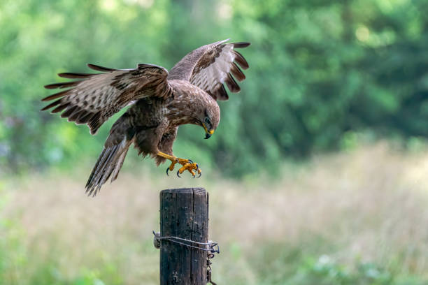 A beautiful Common Buzzard (Buteo buteo) on a fence post. A beautiful Common Buzzard (Buteo buteo) landed on a fence post. Noord Brabant in the Netherlands. Green bokeh background. bird of prey stock pictures, royalty-free photos & images