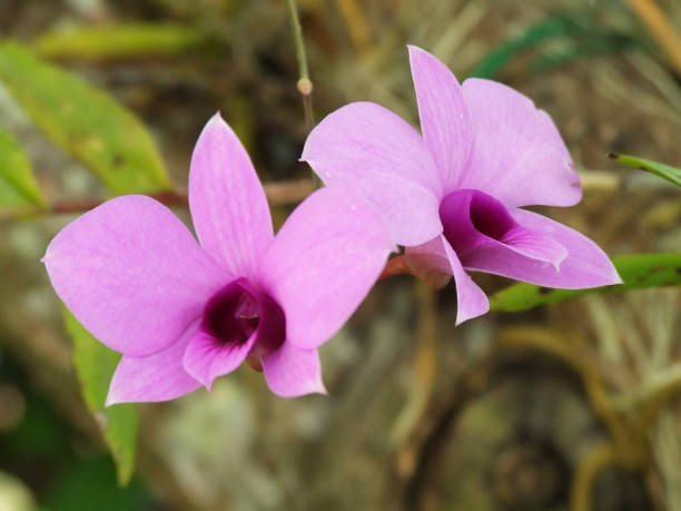 Beautiful Cooktown Orchid growing near Brisbane stock photo