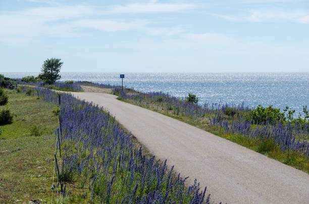 vacker landsväg med blå blommor längs östersjöns kust - öland bildbanksfoton och bilder