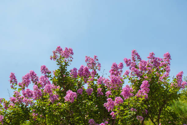 Beautiful crape myrtle flowers. stock photo