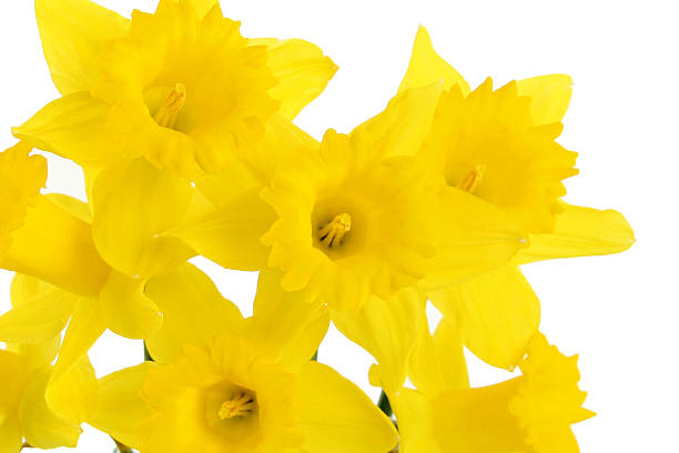 Beautiful daffodils stock photo