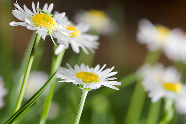 Beautiful daisies stock photo