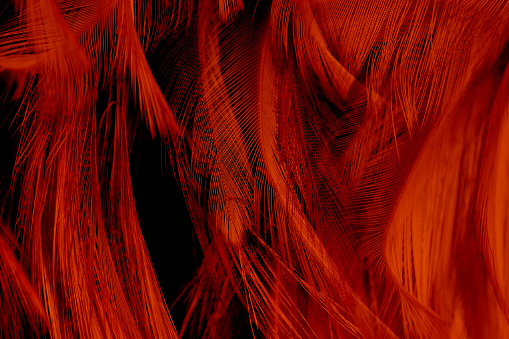 Beautiful dark black orange colors trend feather texture background, trends color