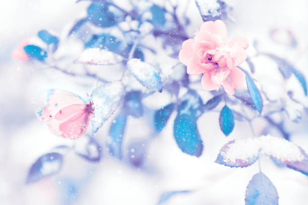 Beautiful delicate pink roses and blue purple leaves in snow and frost in a winter park. Christmas artistic image. Beautiful delicate pink roses and blue purple leaves in snow and frost in a winter park. Christmas artistic image. frozen rose stock pictures, royalty-free photos & images