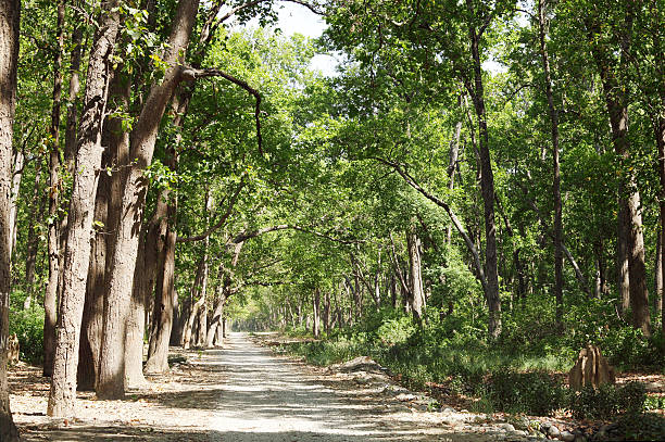 Beautiful dense forest along the dirt road of Jim Corbett stock photo