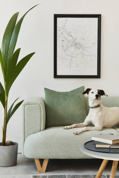 Beautiful dog lying on the green sofa at stylish loft interior with green sofa, design furniture, mock up poster map, carpet, plants and decoration. Template. Stylish loft interior with green sofa, design pouf, mock up poster map, furniture,  carpet, plants, decoration and elegant accessories. Modern home decor. Template. dining room photos stock pictures, royalty-free photos & images