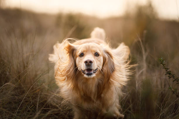 Beautiful dog running in the meadow stock photo