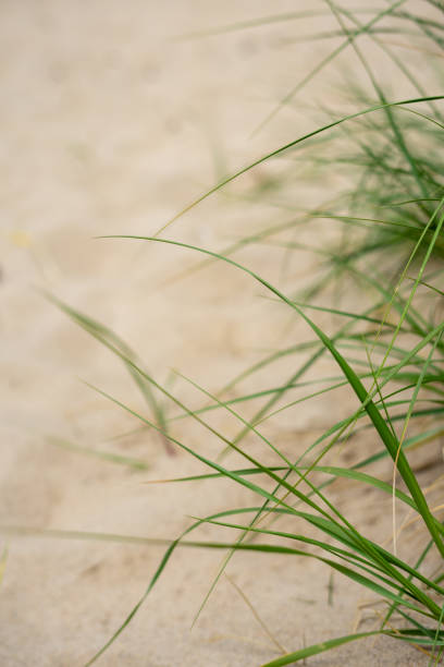 Beautiful Dune Grass stock photo