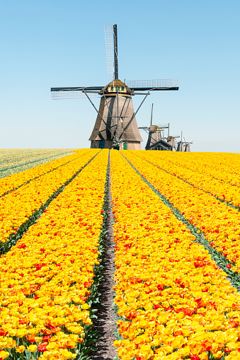Dutch landscape : Kinderdijk mills with tulips fiel, Netherlands.