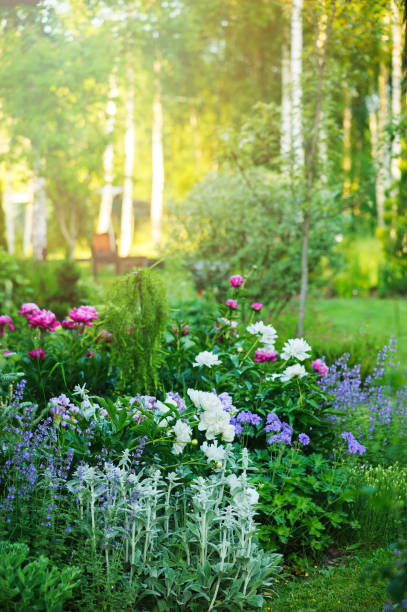 beautiful english style cottage garden view in summer with blooming peonies and companions - stachys, catnip, heranium, iris sibirica. Composition in white and blue tones. Landscape design. stock photo