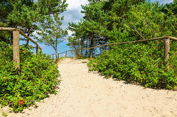 Beautiful entrance to the beach from the forest stock photo