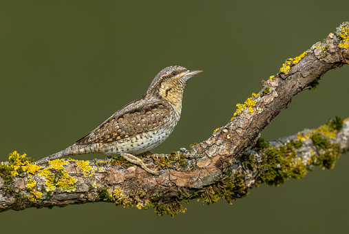 Eurasian wryneck (Jynx torquilla) perching on a colorful branch.