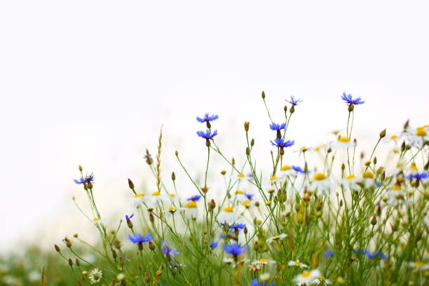 wunderschöne feld mit blumen - wildblumen stock-fotos und bilder