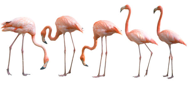 mooie flamingo vogel geïsoleerd - flamingo stockfoto's en -beelden