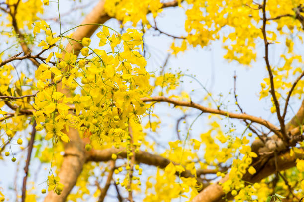 beautiful flowers of Golden Shower Tree or Ratchaphruek selective focus stock photo