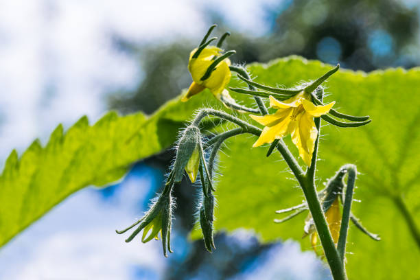 Beautiful flowers on tomato branch with green leaves. Solanum lycopersicum stock photo