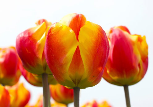 red yellow tulips